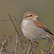 Red-backed Shrike  "Lanius collurio"